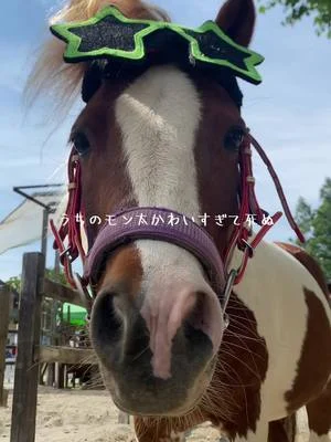 ポニーのモン太くんはどの飾りが1番似合いますか？？ 飼育員一押しはパイナップルです🍍 7月中旬より夏仕様に変身☀️🌻 #わくわくあにまるフィールド #千葉市動物公園 #千葉県 #動物園...
