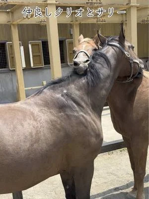 わくわくあにまるフィールドの休園日はのんびり過ごしてます🐴 #わくわくあにまるフィールド  #千葉市動物公園 #動物園 #休園日 #千葉 #馬 #ヤギ #羊 #アルパカ 