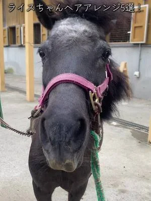 ライスちゃんのヘアアレンジ5選！どんなライスちゃんも可愛いね🐴#わくわくあにまるフィールド #千葉市動物公園 #ウマ #馬 #ミニチュアホース #ライス #動物 #動物園 #ヘアアレンジ 
