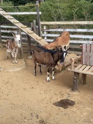 構ってほしいいぶきくんと何も動じない絆くんとそれをただ見つめるれんげくん👀🐐#わくわくあにまるフィールド #千葉市動物公園 #動物 #動物園 #ヤギ #仲良し 