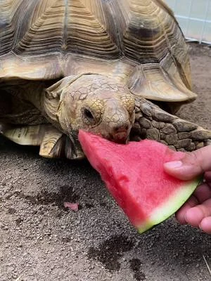 ケヅメリクガメのムーンちゃんのお食事シーンを倍速でご覧ください🐢✨#わくわくあにまるフィールド #千葉市動物公園 #動物園 #亀 #ケヅメリクガメ #ムーン 