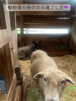 雨の日の動物達の過ごし方☂️ #わくわくあにまるフィールド #千葉市動物公園 #動物園 #ヒツジ #ヤギ#アルパカ #雨 