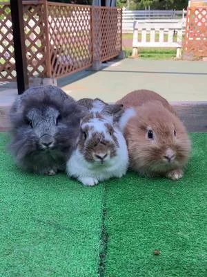 うさぎではなく飼育員が揺れながら撮りました笑 撮影に協力してくれた子は左から『ひじきちゃん』『たまごちゃん』『おかかちゃん』です！#わくわくあにまるフィールド #千葉市動物公園 #動物園...