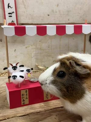 テンジクネズミ達のお祭り✨ 飼育員手作りの屋台！ みんな喜んでくれてよかったです！！#わくわくあにまるフィールド #千葉市動物公園 #テンジクネズミ #お祭り #夏 