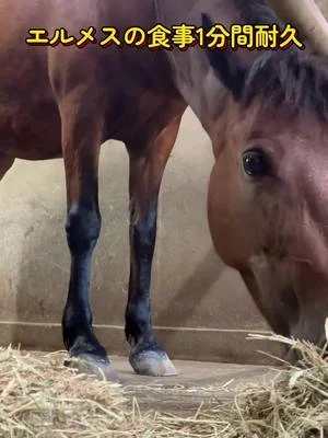 ポニーのエルメスちゃんのお食事動画です！エルメスちゃんは細かい牧草を先に食べ進めます！馬によって食べ方は様々です🐴また違う動物の食事シーンもあげるのでお楽しみに♪#わくわくあにまるフィール...