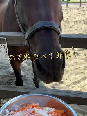 動物達にかき氷あげてみました！まだまだ残暑が続いているので喜んで食べてくれてました🍧#千葉市動物公園 #わくわくあにまるフィールド #馬 #ヤギ #かき氷 