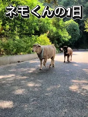 羊のネモくんの1日🐏 #わくわくあにまるフィールド #千葉市動物公園 #動物園 #羊 #vlog 