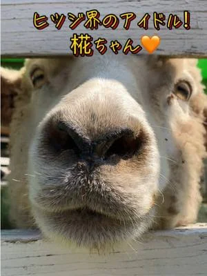 ヒツジ界のアイドル椛（もみじ）ちゃん！！とっても可愛いお顔とファンサ多めの完璧アイドル🧡メンバーカラーはオレンジ！この可愛さに気づいたらあなたも沼ってしまうかも！？#わくわくあにまるフィー...