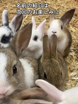 ７羽のうさぎが生まれました🐰７羽全員が無事に育っているので暖かく見守っていてくださいね！#わくわくあにまるフィールド #千葉市動物公園 #動物 #うさぎ #子うさぎ 