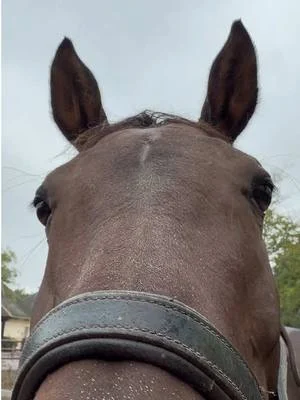 サリーちゃんの口と鼻はとってもぷにぷに🐴 #わくわくあにまるフィールド #千葉市動物公園#馬 #サリー #乗馬