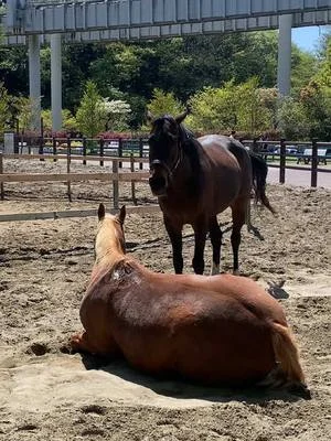 わくわくあにまるフィールドの馬達はみんなで走り回ったりのんびりしたり、とっても仲良し🐴✨ 是非千葉市動物公園に来たらわくわくあにまるフィールドに来てね! #わくわくあにまるフィールド...